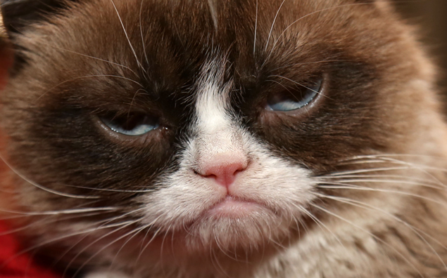 grumpy_cat