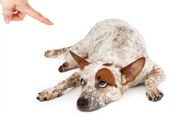 An Australian Cattle Dog mixed breed laying down on the floor and rolling his eyes up at a finger being pointed at him as he is being scolded.