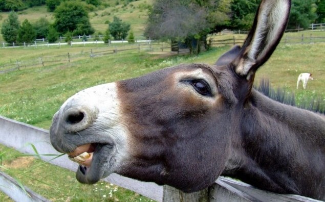 1-donkey-fence-nature-outside-animal-close-up-macro (1)