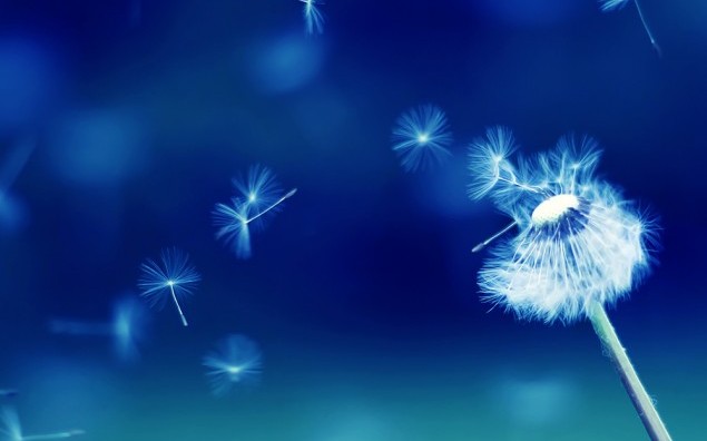 Flying parachutes from dandelion