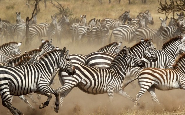 A herd of common zebras (Equus Quagga) gallopping in Serengeti National Park, Tanzania