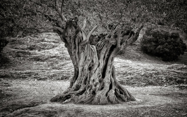 Old olive tree trunk, roots and branches