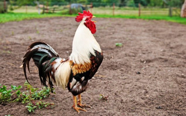 Beautiful cock crows.