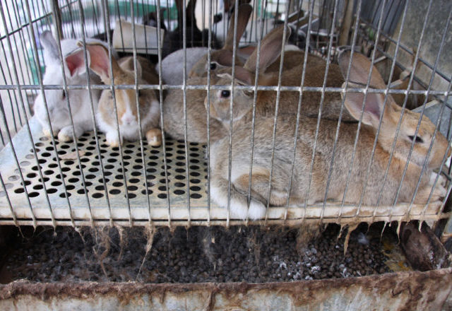 Rabbit prison