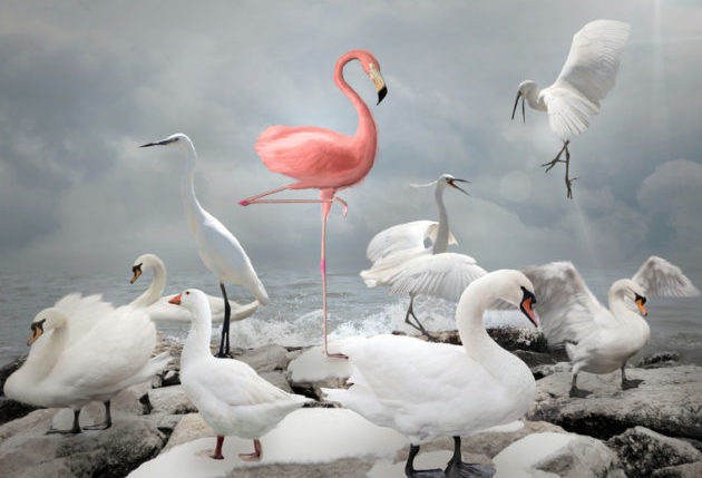 Stand out from a crowd - Flamingo and white birds