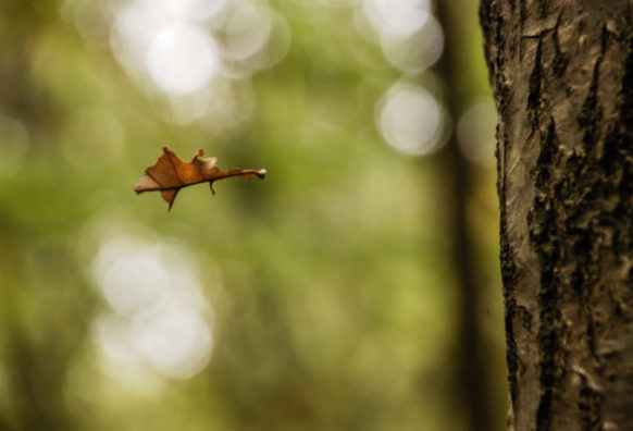 The fall