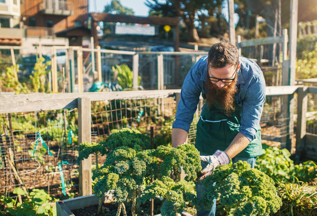 Imóvel Cultivado em Zona Urbana