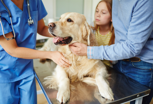 A Responsabilidade Civil do Pet Shop, Médico e Clínica Veterinária pelos Danos Causados aos Animais