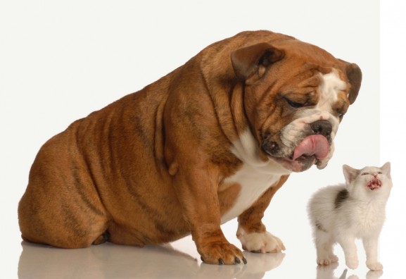 Bullying é coisa de animais