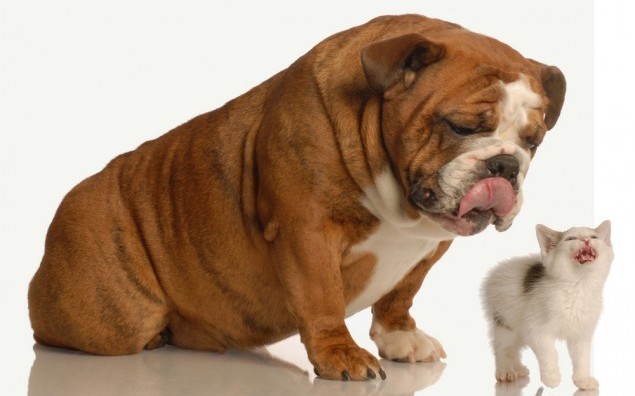 Bullying é coisa de animais