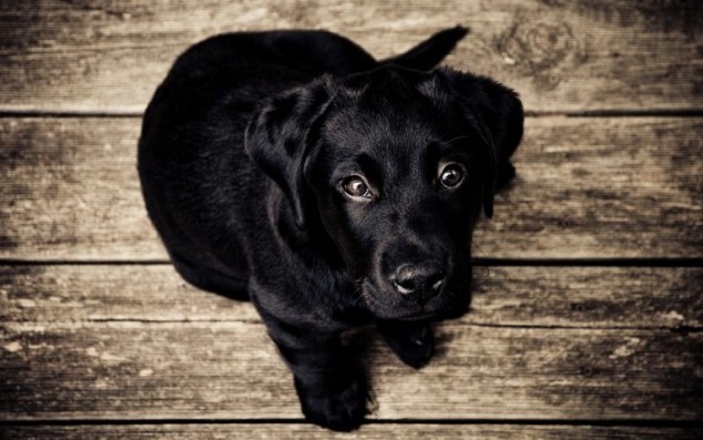 Liminar determina guarda compartilhada de cachorro em caso de divórcio