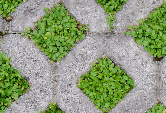 IPTU e o imóvel cultivado em área urbana