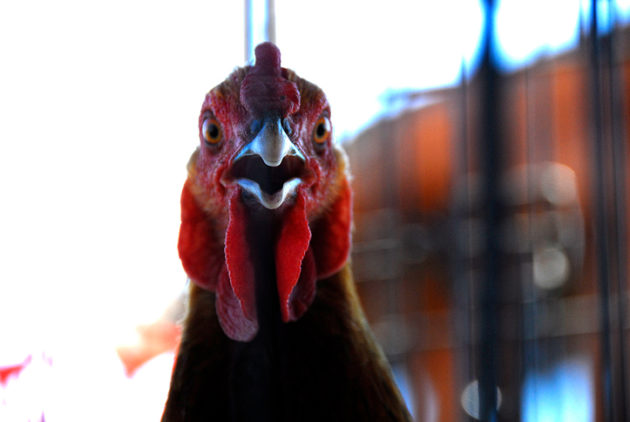 Crueldade com Animais: Retrocesso da EC 96/2017