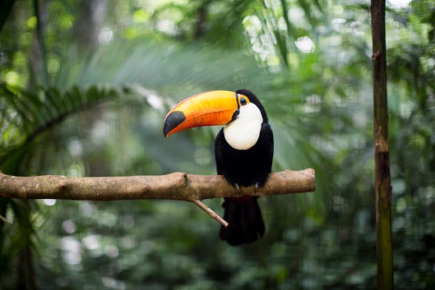 Tupy or not Tupy