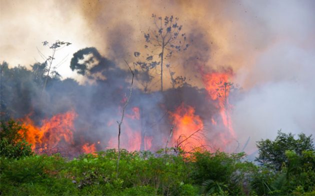 O desmatamento na Amazônia e o Direito Tributário Ambiental