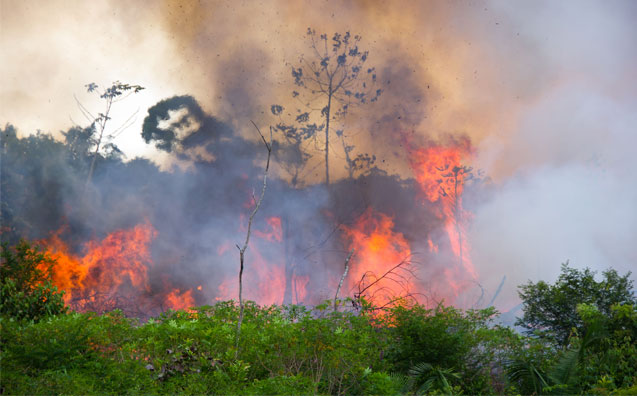 O desmatamento na Amazônia e o Direito Tributário Ambiental