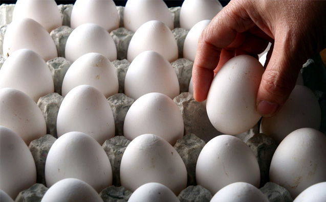 Tubarões, sorvetes e ovos: como advogar é difícil! Stoic mujic!