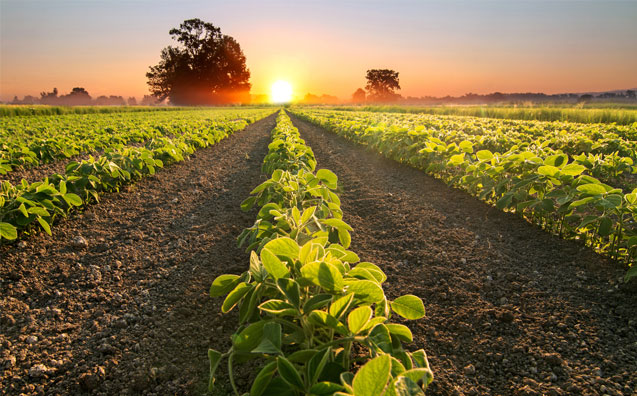 A quebra de contratos do Agronegócio e a Teoria da Imprevisão frente à pandemia do Covid-19