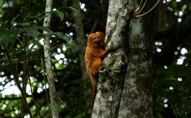 Parecer jurídico: Novo Código Florestal e a Lei da Mata Atlântica (ADI 6446/DF)