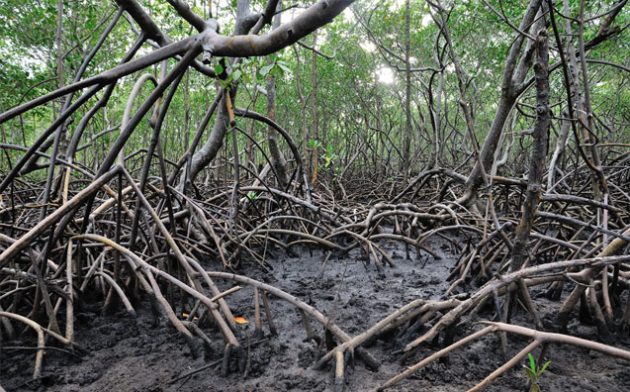 Resoluções do Conama: rumo ao estado de coisas inconstitucional ambiental