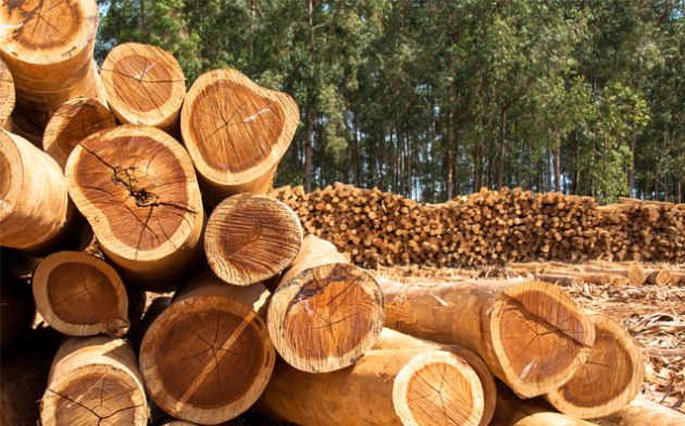 Quem compra madeira ilegal do Brasil?