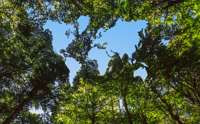 Notas acerca de um direito fundamental à integridade do sistema climático
