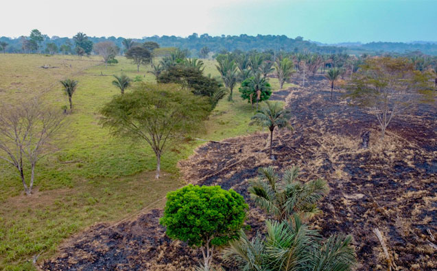 Riscos da destruição do meio ambiente e da diversidade biológica no Brasil