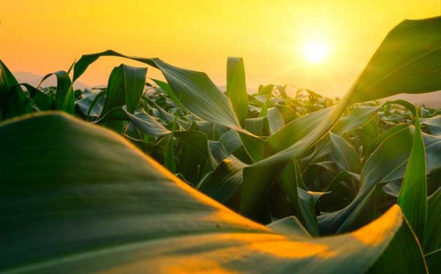 Impactos da Reforma Tributária e os novos tributos aplicados ao agronegócio