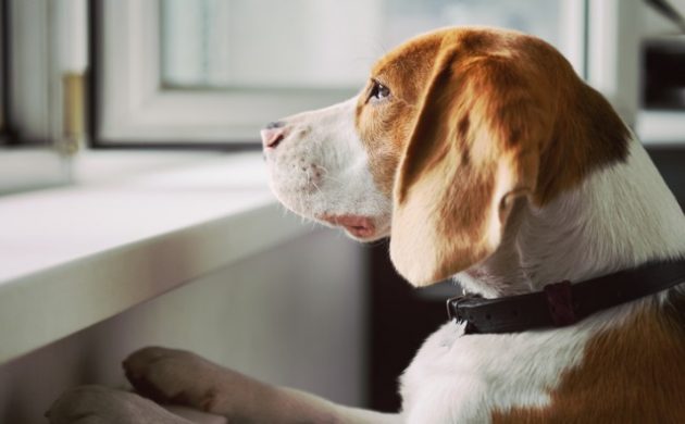 Animais de estimação: jurisprudência em caso de separação