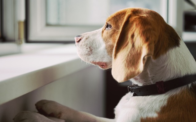 Animais de estimação: jurisprudência em caso de separação