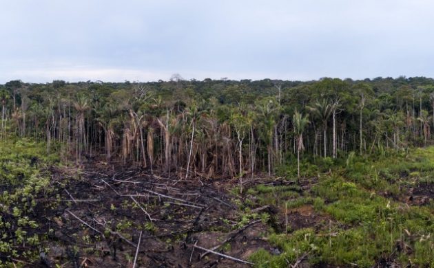 O STF como guardião constitucional da Amazônia