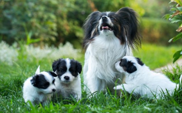 Compra e venda do parto de animais de cria