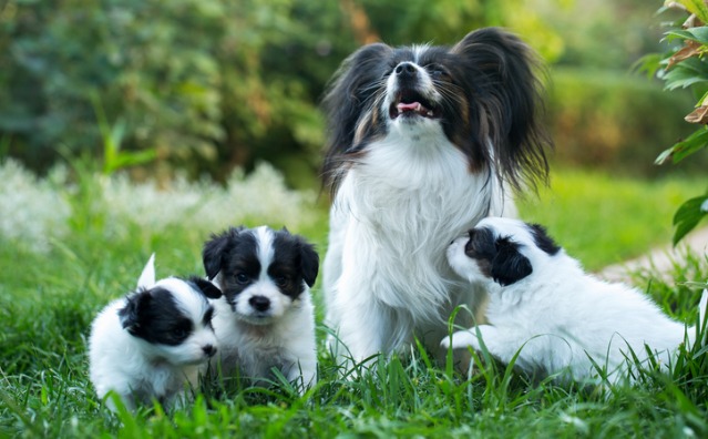 Compra e venda do parto de animais de cria