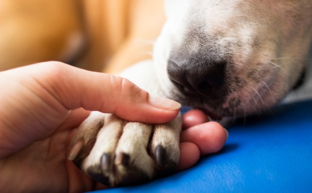 Proteção dos animais no Direito Brasileiro