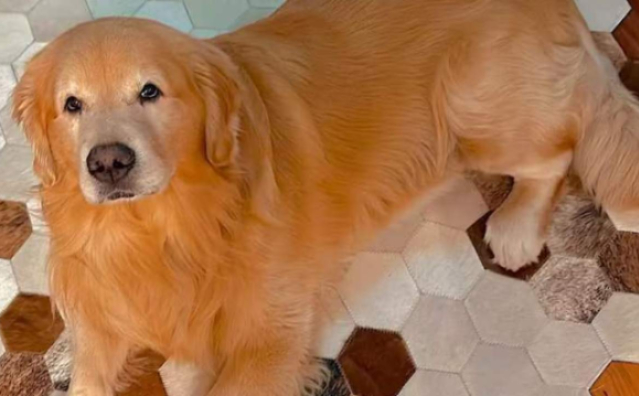O caso do cachorro Joca e a atualização do código civil