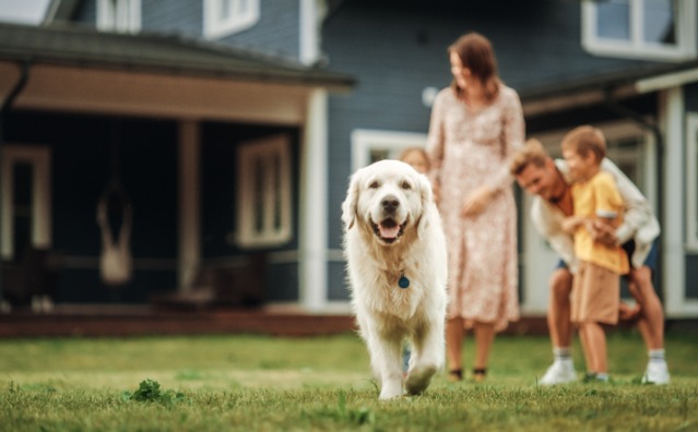 Família multiespécie e guarda compartilhada de animais domésticos