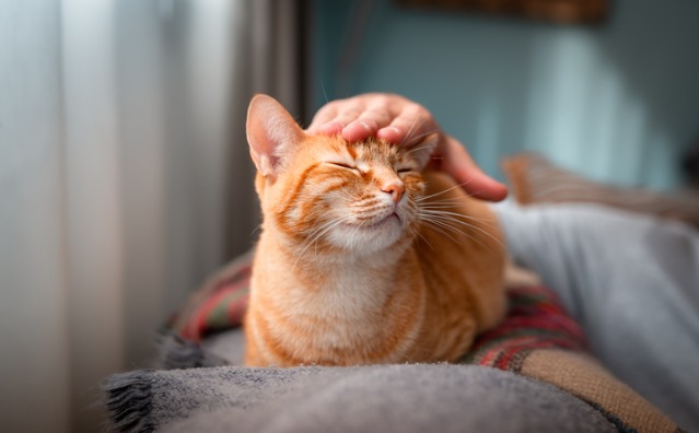 Guarda de PETS? A família multiespécie￼