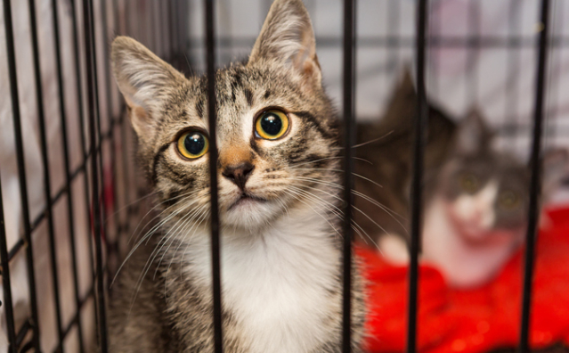 O STF e a proteção dos animais: o caso da ADI 7.704