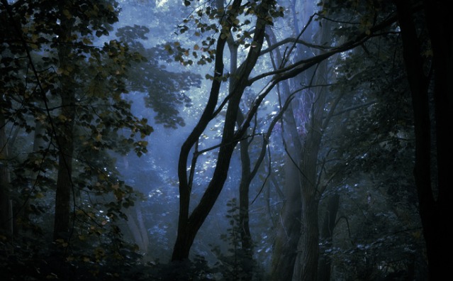 A Floresta Tenebrosa e a Fraude na Partilha de Bens