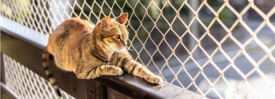 Pode a convenção do condomínio proibir a presença de animais?