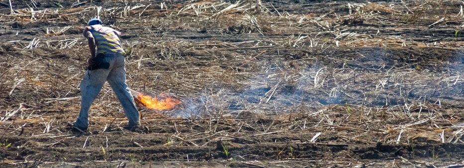 Responsabilidade civil ambiental na reforma do CC: retrocesso à vista?