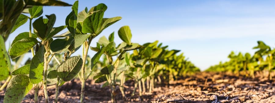 A regulação das atividades econômicas vinculadas à soja desenvolvidas pelas empresas transnacionais no Brasil em face do direito ambiental constitucional